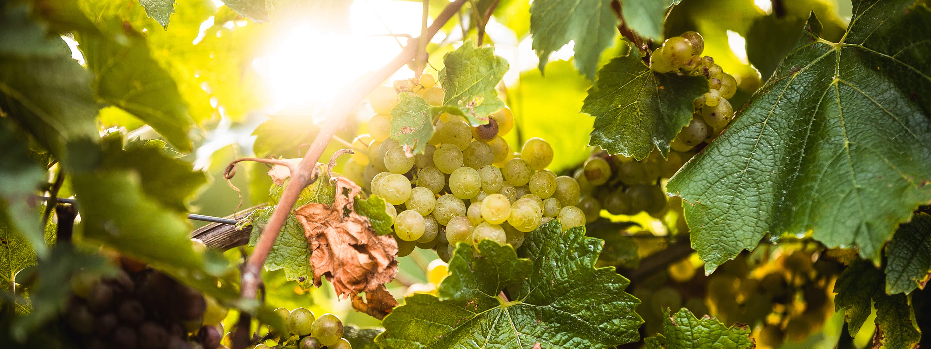 Chardonnay Trauben im Schlumberger Weingut