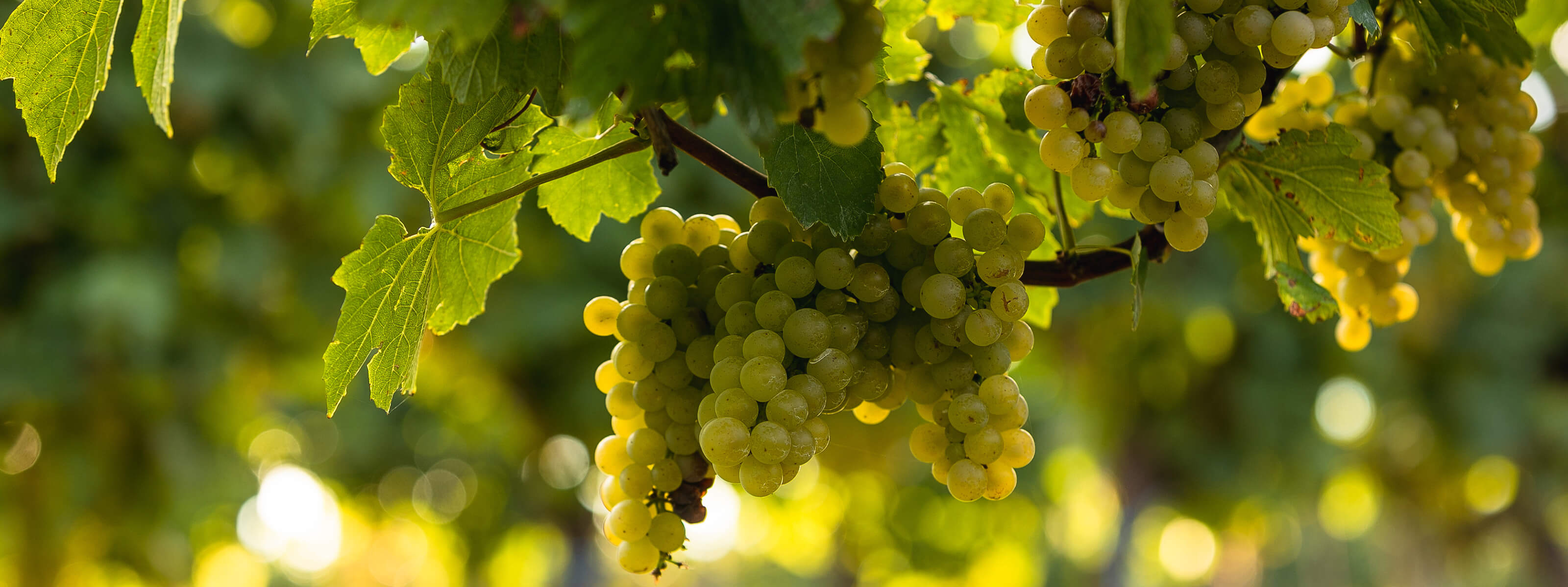 Reife Trauben im Schlumberger Weingut