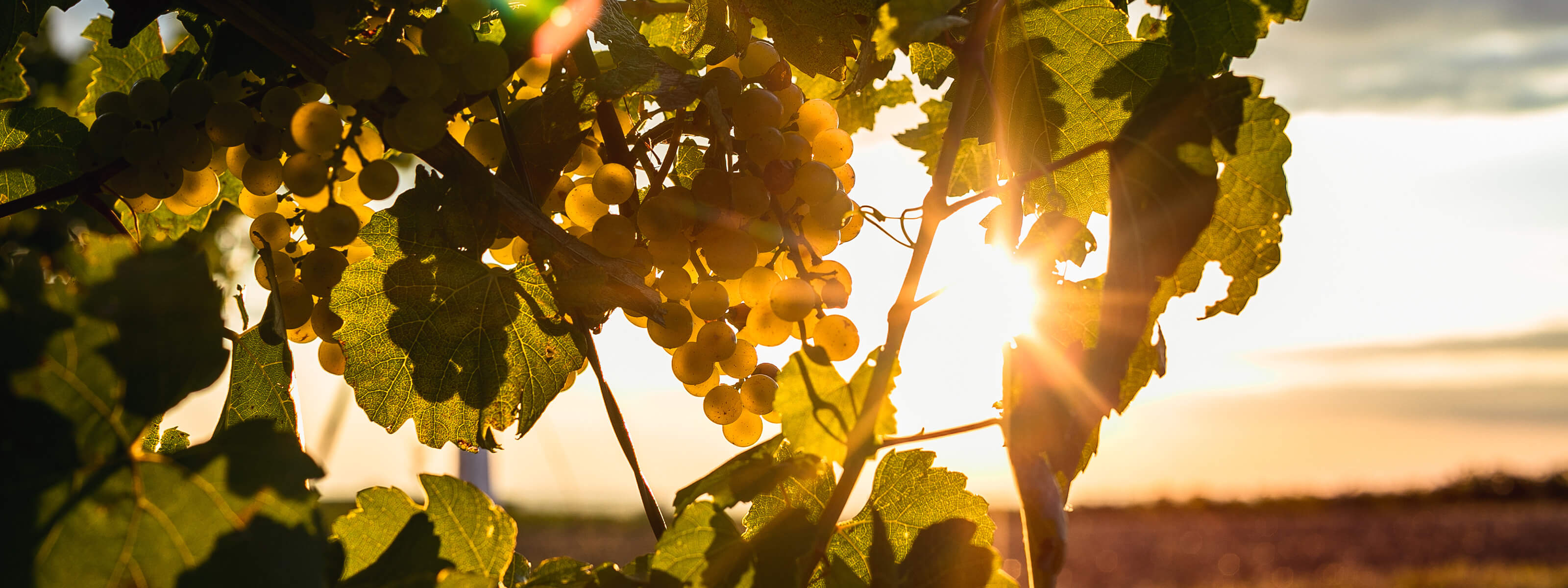 Schlumberger Weinreben im Sonnenuntergang im österreichischen Weingut