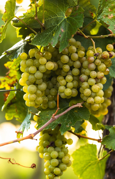 Aufnahme einer Schlumberger Weinrebe bei der Reife