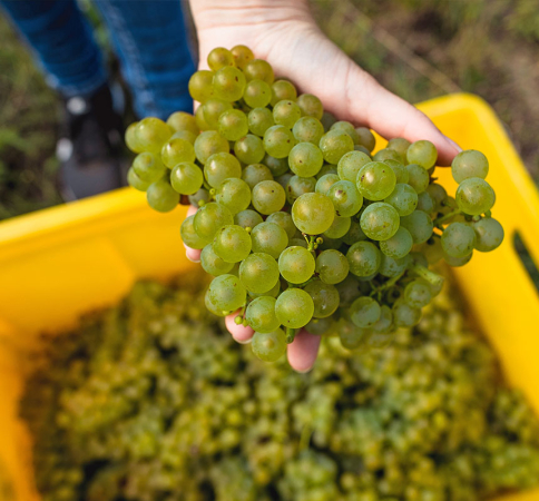 Schlumberger bei der Ernte in den Weinreben