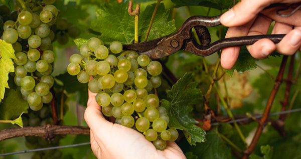 Schlumberger Grundweine bei der Ernte