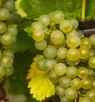 Reife Trauben im Schlumberger Weingut Mobile