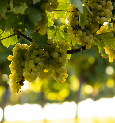 Weiße Trauben im Weingarten im Weinviertel
