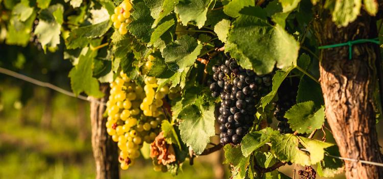 Verschiedene Weintrauben-Sorten im Schlumberger Weingut