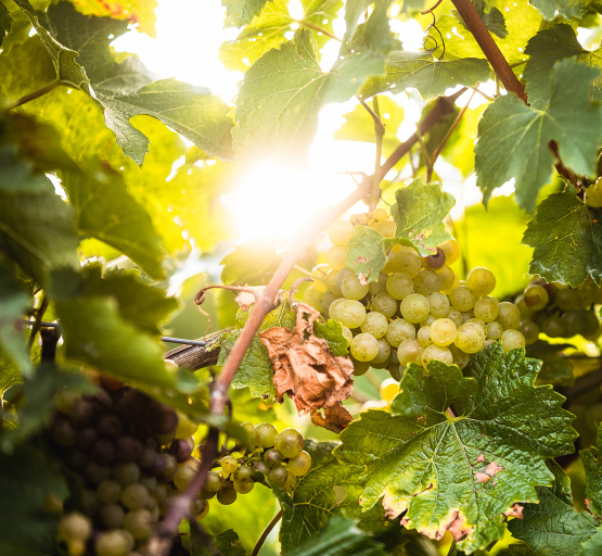 Weinlese in Österreich für unsere Schlumberger Produkte