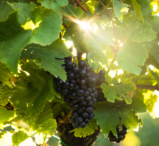 Pinot Noir Trauben welche zur Herstellung der Schlumberger Rosé Produkte verwendet werden