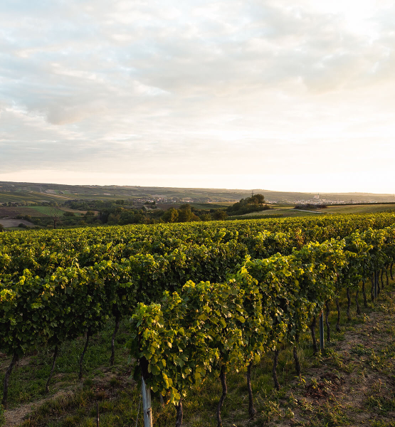 Schlumberger Weingut in Österreich bei Sonnenuntergang.