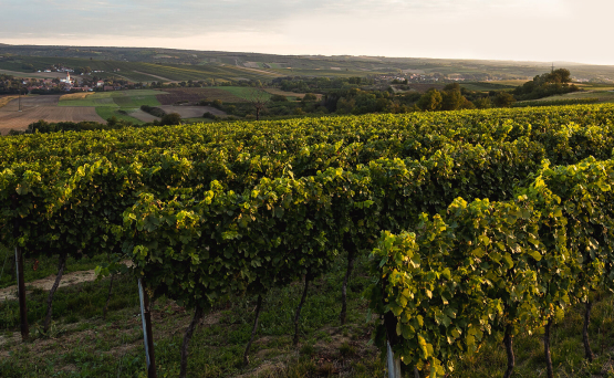 Schlumberger Weingut bei Abendstimmung